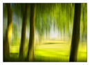 Dreamily Through Summer Trees